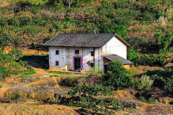 恭城新华水库柿子