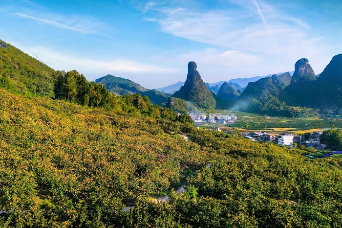 平乐县桥亭柿子